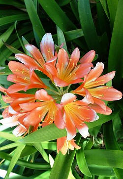 Clivia miniata salmon